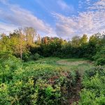Ausgetrockneter Weiher bei Uhlerborn Ausgetrockneter Weiher bei Uhlerborn