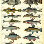 Fische Fische, Histoire naturelle, poissons, Pellerin & Cie, Epinal, Coll. MIE, gemeinfrei