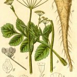 Pflanzen des Karlsgartens - Pastinake Pflanzen des Karlsgartens - Pastinake, Pastinaca sativa, Jakob und Johann Georg Sturm, Wikipediea, gemeinfrei