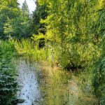 Teichlandschaft Cyperus Teichlandschaft Cyperus, Susanne Ewald