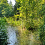 Teichlandschaft Cyperus Teichlandschaft Cyperus, Susanne Ewald