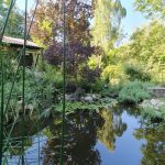 Der Seerosenweiher am Vereinsheim Cyperus Der Seerosenweiher am Vereinsheim Cyperus, Susanne Ewald