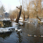 Tierpark Kastel im Winter, Entenweiher Tierpark Kastel im Winter, Entenweiher, Tierpark Kastel