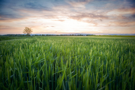 Mainz_Kastel_Wiesbaden_Ostfeld Mainz_Kastel_Wiesbaden_Ostfeld