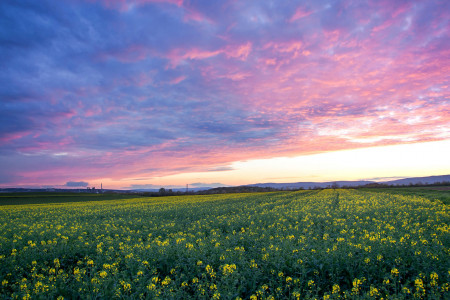 Mainz_Kastel_Wiesbaden_Ostfeld Mainz_Kastel_Wiesbaden_Ostfeld
