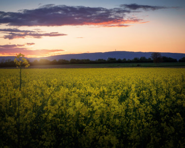 Mainz_Kastel_Wiesbaden_Ostfeld Mainz_Kastel_Wiesbaden_Ostfeld