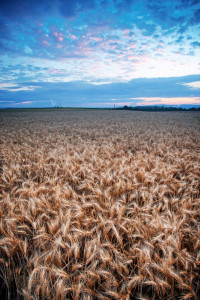 Mainz_Kastel_Wiesbaden_Ostfeld Mainz_Kastel_Wiesbaden_Ostfeld