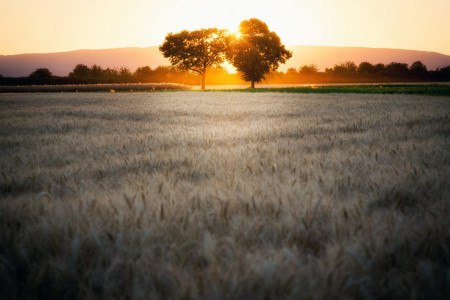 Mainz_Kastel_Wiesbaden_Ostfeld Mainz_Kastel_Wiesbaden_Ostfeld