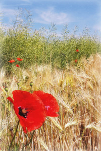 Mainz_Kastel_Wiesbaden_Ostfeld Mainz_Kastel_Wiesbaden_Ostfeld