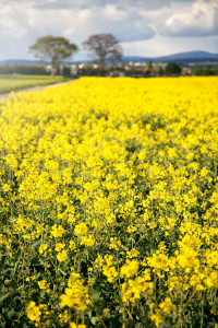 Mainz_Kastel_Wiesbaden_Ostfeld Mainz_Kastel_Wiesbaden_Ostfeld