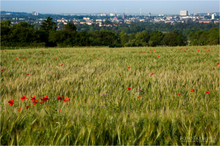 Mainz_Kastel_Wiesbaden_Ostfeld Mainz_Kastel_Wiesbaden_Ostfeld