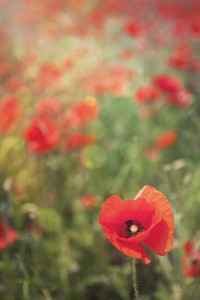 Mainz_Kastel_Wiesbaden_Ostfeld Mainz_Kastel_Wiesbaden_Ostfeld