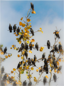 Mainz_Kastel_Wiesbaden_Ostfeld Mainz_Kastel_Wiesbaden_Ostfeld