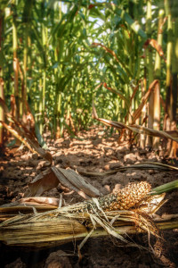 Mainz_Kastel_Wiesbaden_Ostfeld Mainz_Kastel_Wiesbaden_Ostfeld